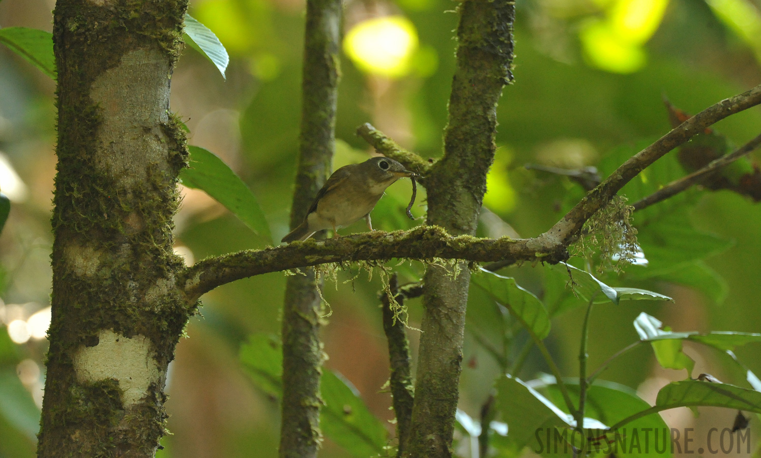 Muscicapa muttui [550 mm, 1/250 Sek. bei f / 9.0, ISO 4000]